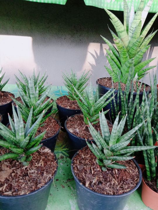 snake plant (mini) | Lazada PH