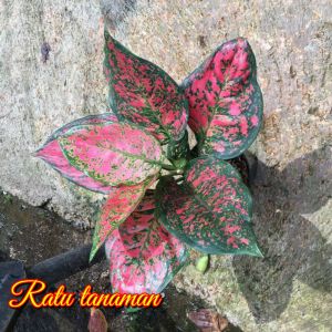 BUNGA AGLONEMA DUD ANJAMANI DAUN RIMBUN