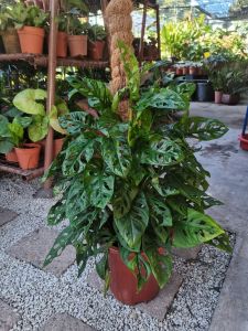 SOV  Monstera Obliqua  Monstera Obliqua With Pole  Home Derco  Home Garden  Home Plant Indoor Plant  Rare Plant