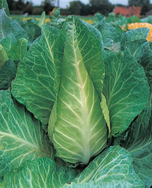 เมล็ดพันธุ์กะหล่ำปลีหัวใจ เออรี่เจอซี่เวคฟิลด์ สำหรับมือใหม่