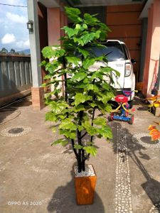 bunga hias/sudut ruangan/daun anggur