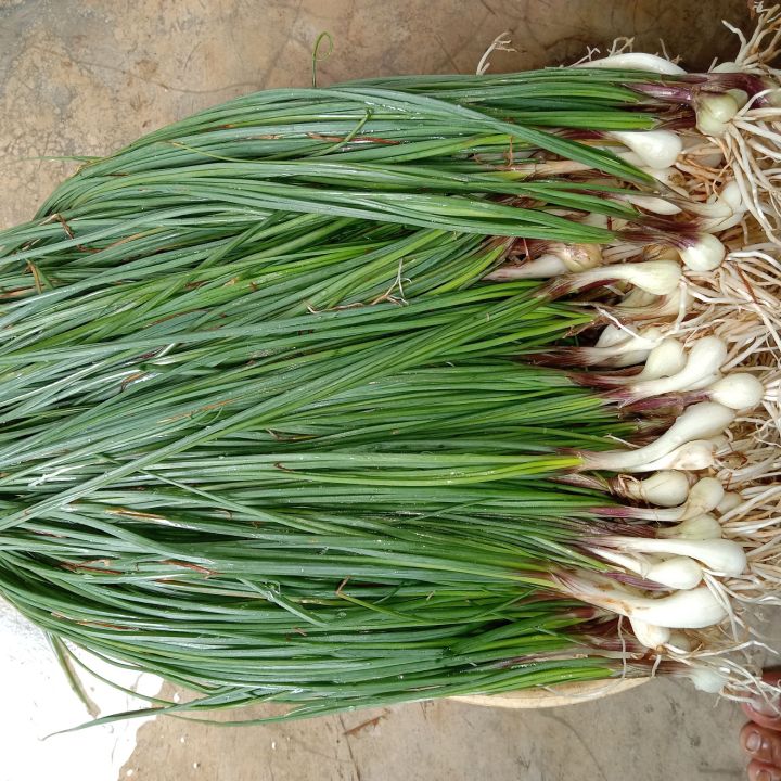 BAWANG BATAK SEGAR 500GRAM