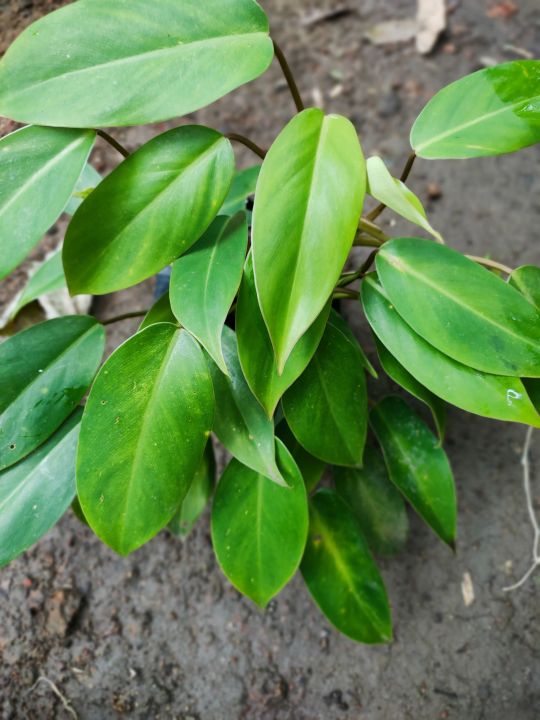 Philodendron Temptation live plants...lush | Lazada PH