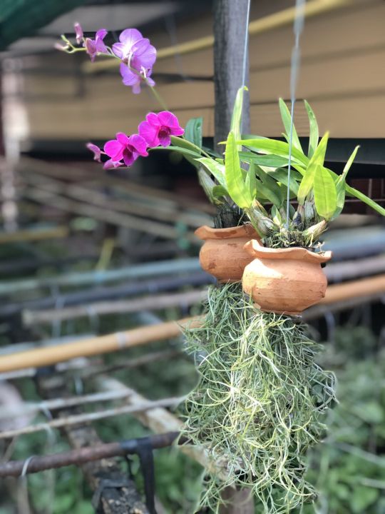 Home&garden กล้วยไม้หวายแคระ กระถางดินเผาพร้อมแขวน