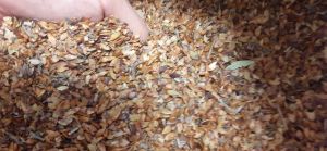 250 gram hạt giống bằng lăng tím