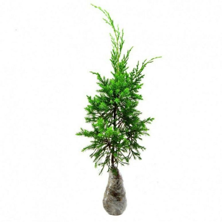 Bahan Bonsai Cemara Papua | Lazada Indonesia