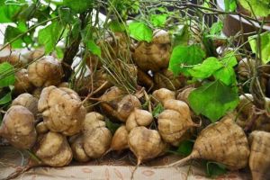 เมล็ดมันแกวลูกใหญ่ หวาน ปลูกง่าย บรรจุ 50-70เมล็ด