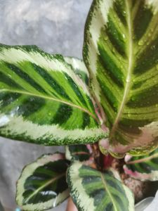 SOV Calathea Roseopicta Angela  Calathe Rose Painted Angela  Rare Plant  Prayer Plant Indoor Plant Real Live plant