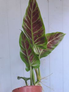 TKP Philodendron Subhastatum Rare Plant Indoor Plant Rare Tropical Climber Aroid