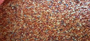 1kg Hạt muồng vàng nhỏ