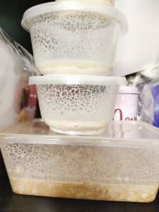 MICROWORM makanan tinggi anak ikan