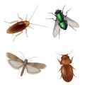 Bayer Deltacide® Deltamethrin Insecticide Versatile Pesticide for Beetles, Cockroaches, Flies & Mosquitoes Pest Control. 