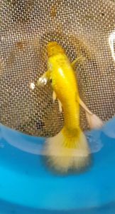 24K Gold Guppy Trio (3 pc) Grade A