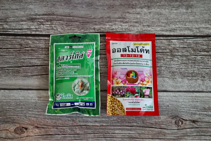 คู่หูดูแลต้นไม้ สตาร์เกิ้ลจี และ ออสโมโค้ท