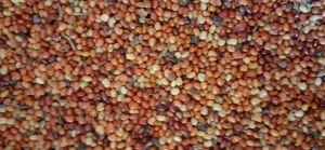 500 gram hạt muồng vàng nhỏ