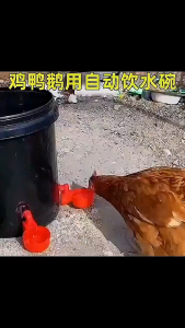 Automatic Poultry Feeder Animal Fodder Container Chicken Bucket Chicken Feeder Drinker Fowl