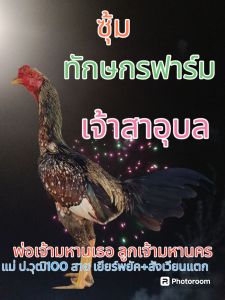 เจ้าสาอุบล เชิงชน:เป็นไก่หน้าหงอนมีม้าล่อบ้างเบอร์แข้งรุนแรงเป็นไก่ตีกระดูก ตีหัก ตีชัก สายเลือดดี