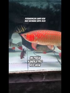 Lampu Kandila Pro RED VIEW Standard / Wide Angle (SEMUA UKURAN) lampu akuarium lampu view *HARGA TERMASUK PACKING PVC*