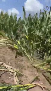 [แท้] มีดตัดต้นไม้ เนื้อเหล็กSK5 2in1 Double-Headed เคียวด้ามยาว มีดตัดหญ้า เคียวแมงกานีส เคียวตัดหญ้า เคียวเหล็กแมงกานีส มีดขอแมงกานีส มีดถางหญ้าคมๆๆ มีดตัดหญ้า ทนทาน