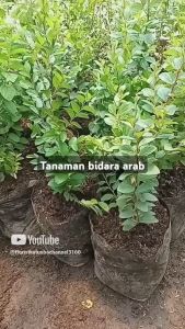Tanaman Bidara Arab: Pengusir Gangguan Sihir