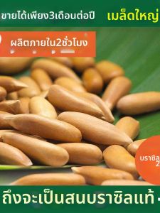 Extra Large Brazil Pine Nuts Hand-shelled Freshly Roasted Premium Quality