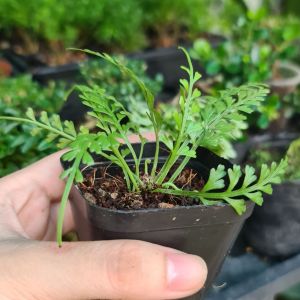 Dương Xỉ Châu Phi Mini – Cây Terrarium Paludarium Bể Bán Cạn Tiểu Cảnh