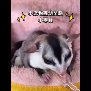 Sugar Glider Chicken Meat Slide / Sugar Glider Chicken Meat Fish Slide