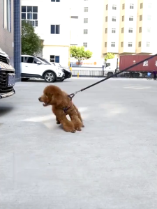 SKISOPGO Silicone Duck Mouth Shape Dog Muzzle Masks Anti Bite Anti-bark Adjustable Dog Mouth Cover 狗嘴套