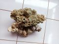 batu karang laut / 1 kg. 