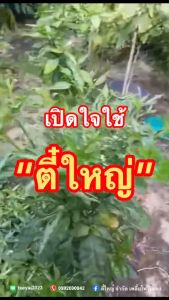 กําจัดไวรัสเพลี้ยไฟไรแดง 500cc