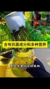 Plant Rooting Liquid Fast Root Enhancer Fertilizer Liquid Nutrient Supplement for Plant Cuttings Transplant Rose Succulents Care