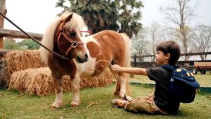 Balo cho bé mầm non Zoyzoii hình cây nấm B50B80 Mushroom Backpack Series cặp sách cho bé mẫu giáo