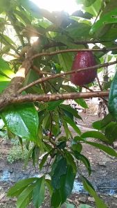 Jambu Jamaica: Cepat Berbuah dalam Pot & Bibit Okulasi