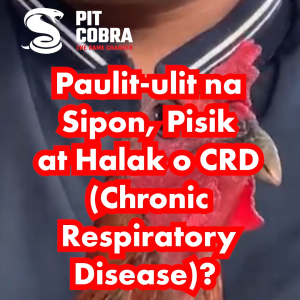 Pit Cobra Enrofloxacin Liquid Drops - Ang Malupit na Antibiotic! Malupit sa Impeksyon!