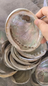 CASAÉ Australian White Abalone Shell for Smudging Ash Tray Bowl for Palo Santo Sage Incense Sage and Holder