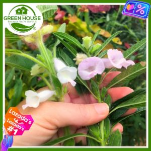 Green House® - Black Sesame Seeds for Planting Vegetable Plants (100 Seed) incl. Instruction F1 Hybrid