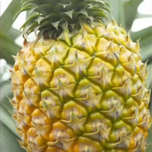 สับปะรดอบแห้งหอมอร่อย สับปะรด พร้อมทาน เกรด AAA  500 กรัม / 250 กรัม / 100 กรัม