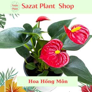 Cây Hồng Môn đang hoa hoa màu đỏ Sazat Plant cây trồng trong nhà để bàn cây phong thủy lọc không khí.