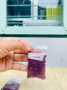 Benih Kangkung Daun Sempit Kemasan Hemat