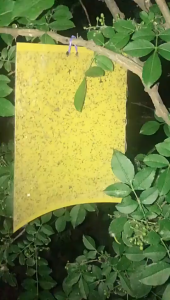 ส่งไว(บรรจุ 5/10/20 แผ่น) แผ่นกาวดักแมลง (20x25 cm) กาวเหนียว 2 ด้าน กาวดักแมลงวันทอง เหนียว ทนแดด