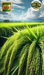 Benih padi unggul Ir mutiara  berkualitas kemasan 5Kg