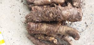 Củ Bạc Hà núi lâu năm hàng tuyển 5kg loại 1