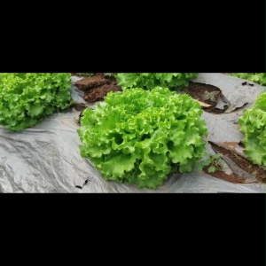 Benih Selada Batavia SLADARIA Selada Keriting Selada hijau Tipe Selada Caipira 1 gram Cap Tiga Daun