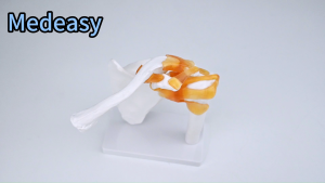 Human shoulder joint model for teaching - Left shoulder bone