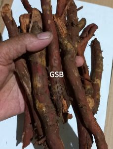 jual akar pinang original pilihan