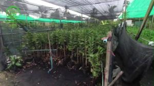 [ต้นกล้าใหญ่แข็งแรง] ต้นฝรั่งแตงโมดูแลง่าย สูง70-100ซม. ติดผลเร็ว เนื้อแดง ผิวเขียว ของแท้100%