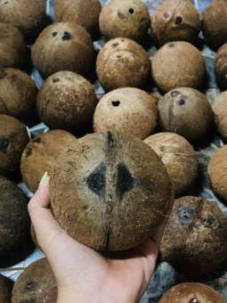 รูปจากแผงกะลาตาเดียว: กะลาตาเดียวของดีหายาก เป็นของดีตามความเชื่อของคนโบราณ ที่จะช่วยให้ทำมาค้าขึ้น เมตามหานิยม คงกระพันชาตรี ป้องกั ราคา ฿99