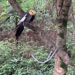 สายคล้องขานก 3 เมตร สายยืดคล้องขานก สายจูงนกแก้ว สายจูงนก โซ่ขานก โซ่คล้องขานก สายคล้องห่วงเปิด