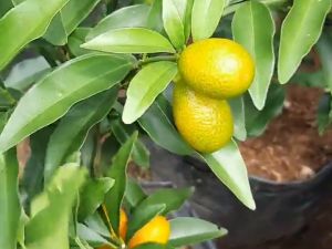 Sudah Berbuah Pohon Jeruk Nagami Jepang Bibit Unggul Sudah Berbuah / Berbunga