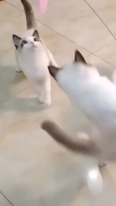 Cat Teaser Stick Toy Detachable Rod with Bell Feather Suction Cup Interactive Play Mainan Kucing Murah